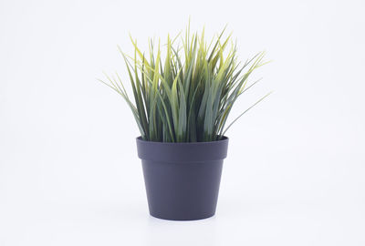 Close-up of potted plant against white background