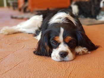 Close-up portrait of a dog resting