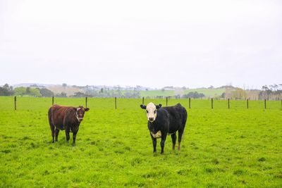 Horses in a field