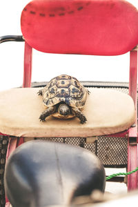 Close-up of tortoise sitting in container