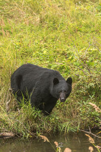 View of black animal on grass