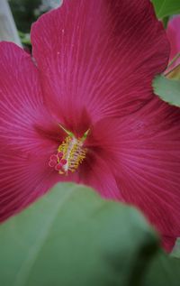 Close-up of pink hibiscus blooming outdoors