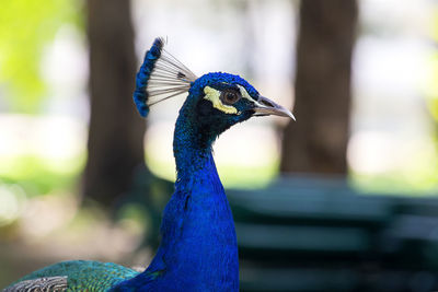 Close-up of a bird looking away