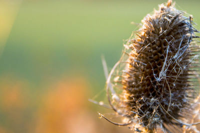 Close-up of lizard on plant