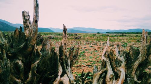 Panoramic view of wooden posts on field against sky