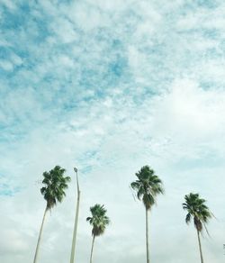 Low angle view of palm trees against sky