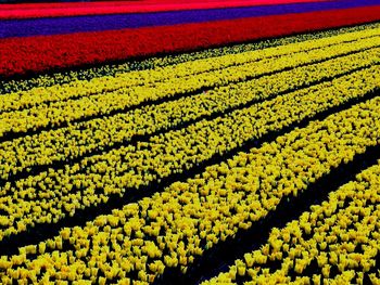 Yellow flowers on field