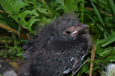 Close-up of a bird