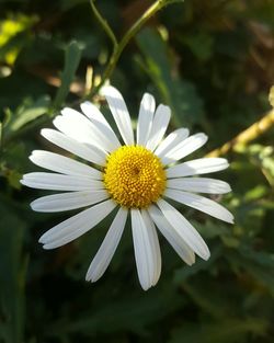Close-up of white flower blooming outdoors