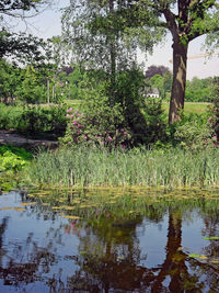 Scenic view of lake by trees