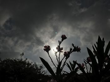 Low angle view of flowering plants against sky at sunset