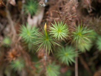 Close-up of plants