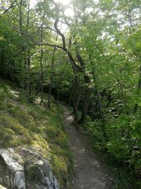 Trees growing in forest