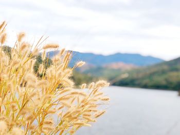 Close-up of plant on land against sky