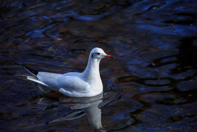 High angle view of seagull swimming in lake