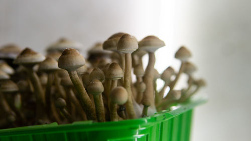 Close-up of mushrooms in basket