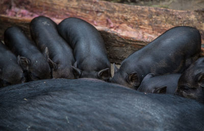 Sow feeding the pigs on the farm