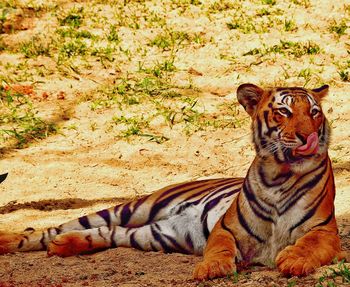 Tiger lying on sand