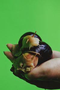 Cropped image of hand holding snails against green background