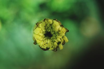 Close-up of yellow flower blooming outdoors