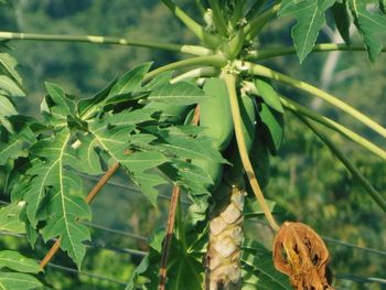 Close-up of fresh green plant