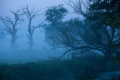 Bare trees in forest against sky