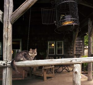 Cat on a railing under a bird cage