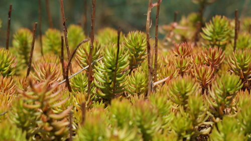 Close-up of cactus plant growing on field