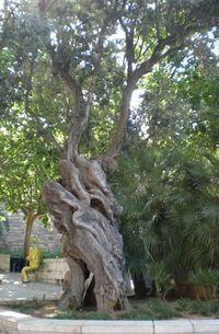 Low angle view of trees in park