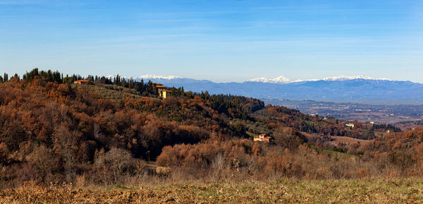 Tuscany hills rural countryside landscape, cypress passages and vineyards. wheat, olives cultivation