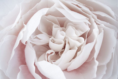 Close-up of white rose