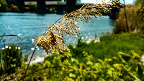 Close-up of grass against blurred background