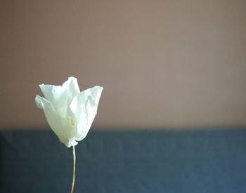 Close-up of white rose flower in water