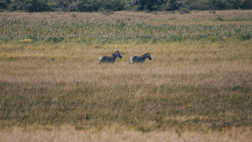 Zebras on grassy landscape