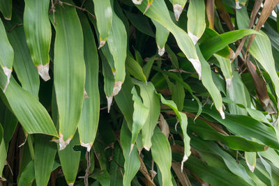 Full frame shot of fresh green leaves on field