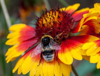 Close-up of honey bee on sunflower