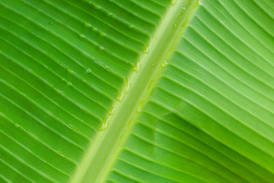 Full frame shot of palm leaves