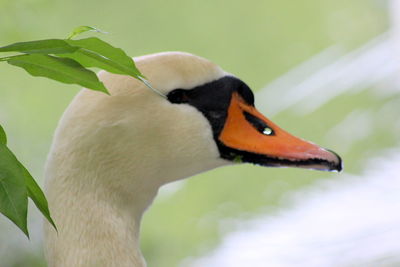 Close-up of swan