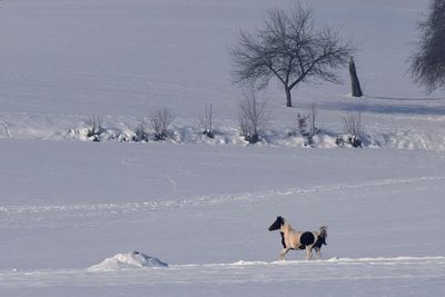 Horse on snow field during winter