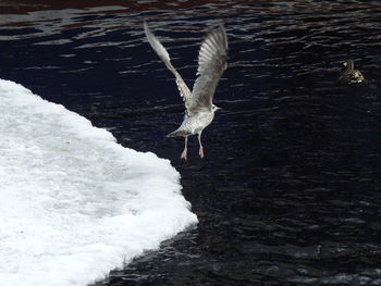 Seagull flying over sea