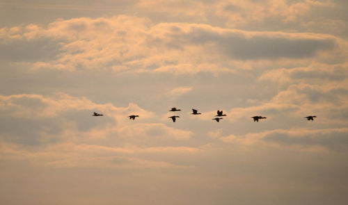 Low angle view of birds flying against sky