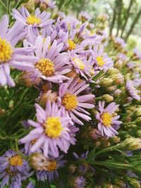 Close-up of purple flowers on leaves