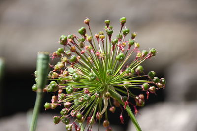 Close-up of plant growing outdoors