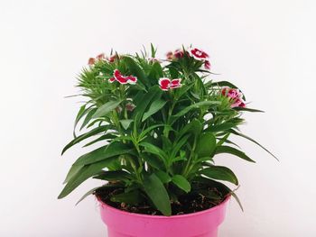 Close-up of potted plant against white background