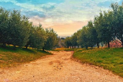 Dirt road amidst trees against sky