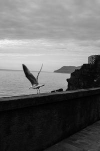 Seagulls flying over sea against sky