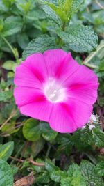 Close-up of pink flower