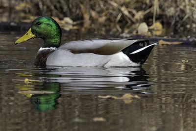 Duck swimming in lake