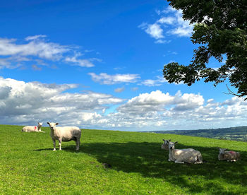 Rural landscape, with sheep on a sloping pasture, on a summers day near, otley, yorkshire, uk