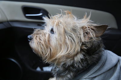 Close-up of a dog